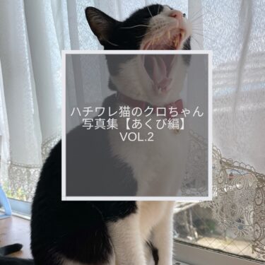 ハチワレ猫のクロちゃん写真集【あくび編】Vol.2